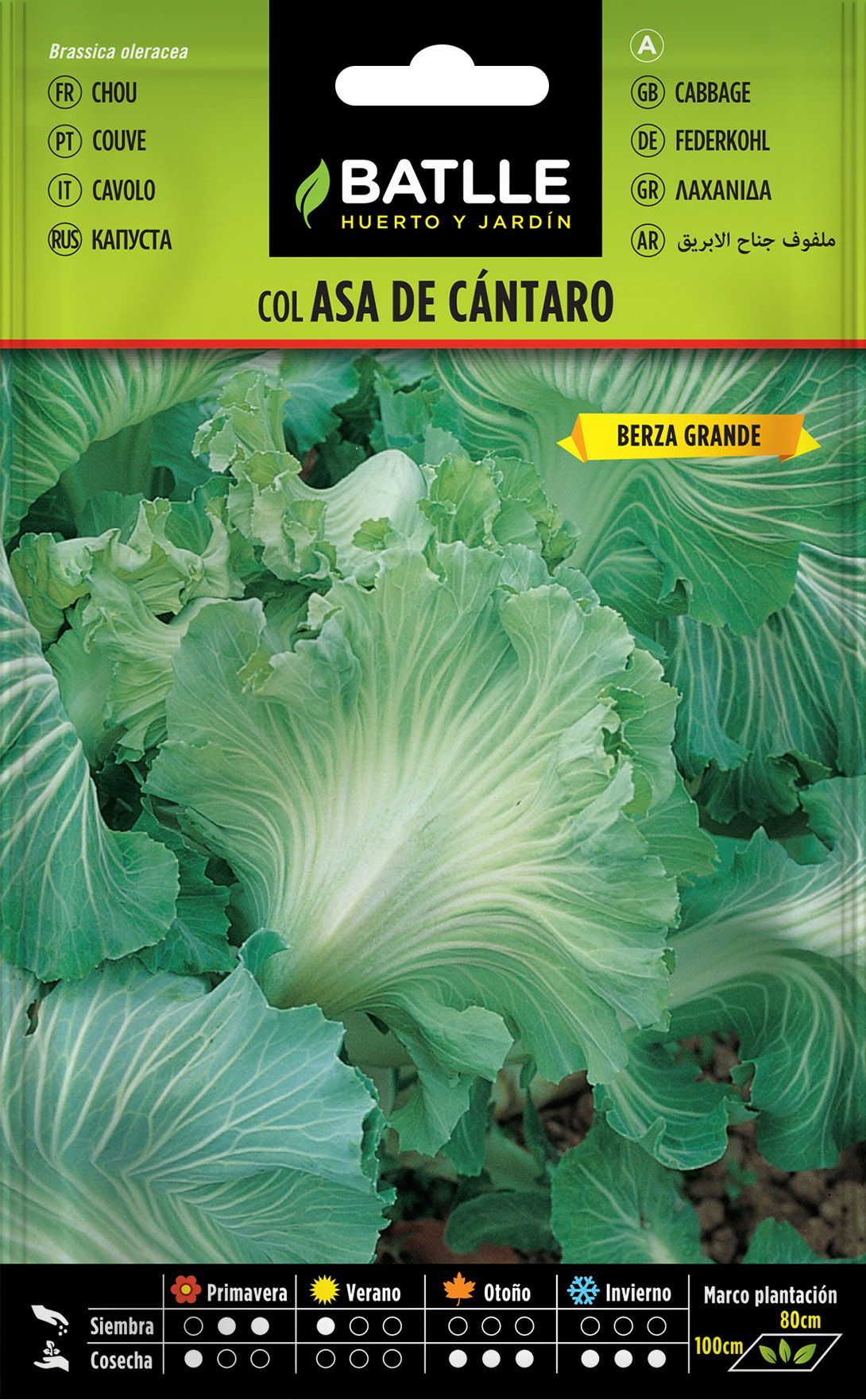 Semilla hortícola de col forrajera asa de cantaro, couve frisada