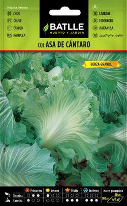 Semilla hortícola de col forrajera asa de cantaro sel. chaves, couve frisada