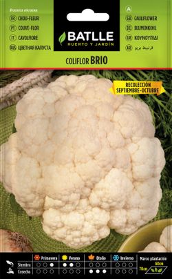 Semilla hortícola de coliflor brio