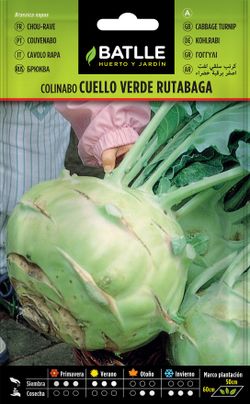 Semilla hortícola de colinabo rutabaga cuello verde, couve nabo