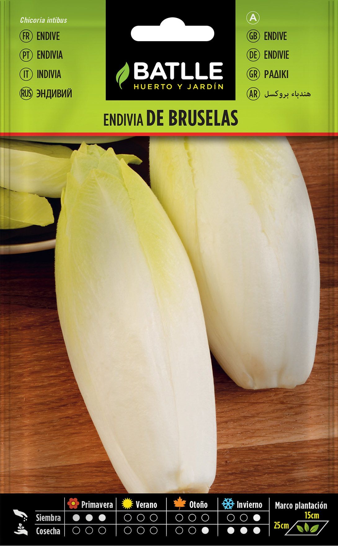 Semilla hortícola de endivia de bruselas, cichorium intybus