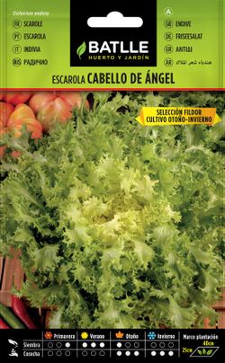 Semilla hortícola de escarola cabello de angel sel. fildor, chicoria frizada