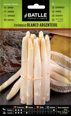 Semilla hortícola de esparrago argenteuil tipo blanco de navarra, espargo