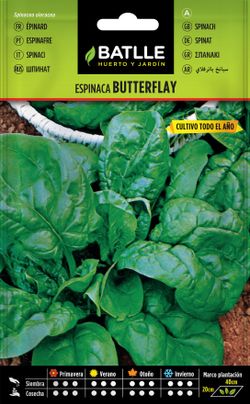 Semilla hortícola de espinaca butterflay, espinafre
