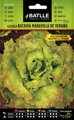 Semilla hortícola de lechuga batavia maravilla de verano