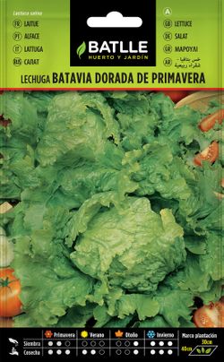 Semilla hortícola de lechuga dorada de primavera, alface batavia
