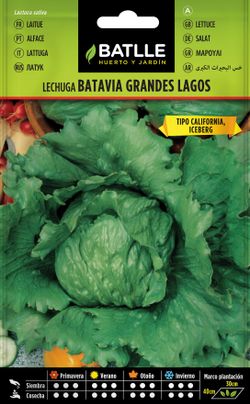 Semilla hortícola de lechuga iceberg grandes lagos, alface