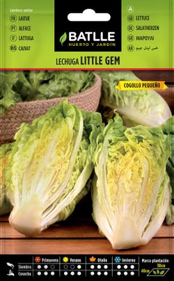 Semilla hortícola de lechuga little gem tipo cogollo, alface repolho pequeno