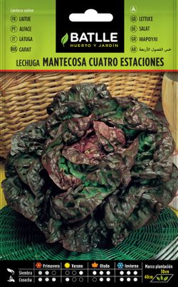 Semilla hortícola de lechuga maravilla cuatro estaciones, alface