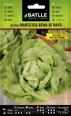 Semilla hortícola de lechuga reina de mayo sel. princesa de mayo, alface