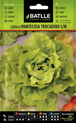 Semilla hortícola de lechuga trocadero s/n, alface