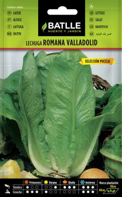 Semilla hortícola de lechuga valladolid sel. pucela, alface