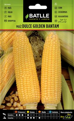 Semilla hortícola de maíz dulce golden bantam, milho doce, zea mays