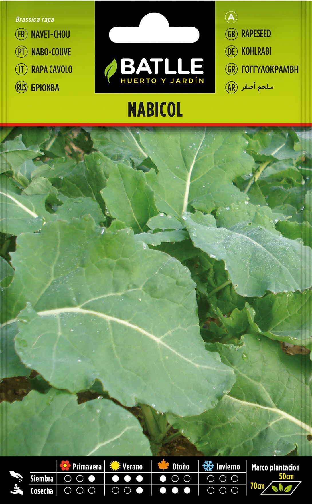 Semilla hortícola de nabicol, nabo couve, rapa cavolo, navet chou, aza-arbia
