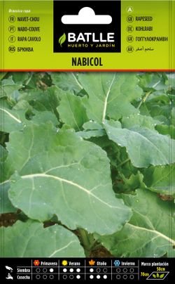 Semilla hortícola de nabicol, nabo couve, rapa cavolo, navet chou, aza-arbia