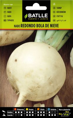 Semilla hortícola de nabo redondo bola de nieve, brassica rapa l.