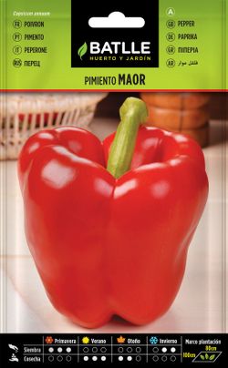 Semilla hortícola de pimiento rojo maor para asar, pimento vermelho, capsicum annuum