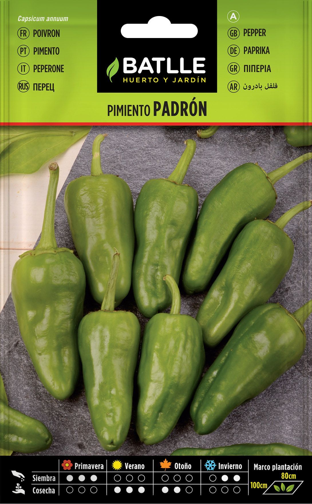 Semilla hortícola de pimiento verde padrón, pimento, capsicum annuum