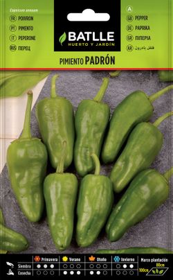 Semilla hortícola de pimiento verde padrón, pimento, capsicum annuum