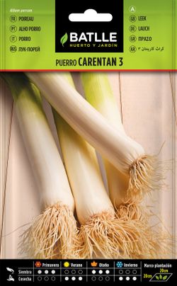 Semilla hortícola de puerro carentan 3, alho porro, allium porru