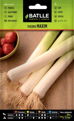 Semilla hortícola de puerro maxim, alho porro, allium porrum