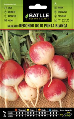 Semilla hortícola de rabanito redondo rojo punta blanca, rabanete, raphanus sativus