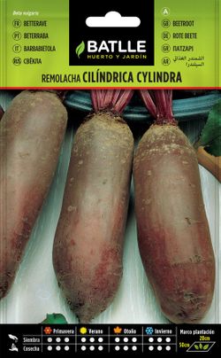 Semilla hortícola de remolacha de mesa cylindra, beterraba, beta vulgaris