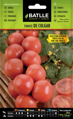 Semilla hortícola de tomate de colgar sel. domingo