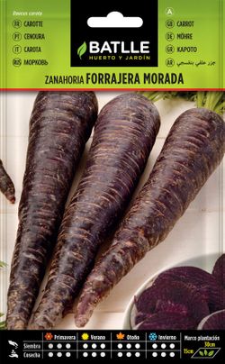 Semilla hortícola de zanahoria morada, cenoura roxa, daucus carota