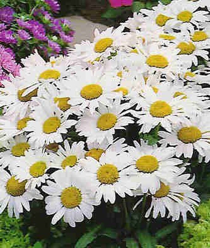 Semilla Margarita Gigante