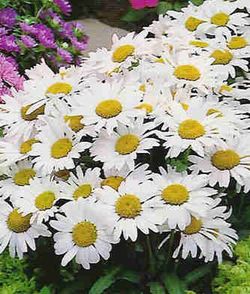 Semilla Margarita Gigante