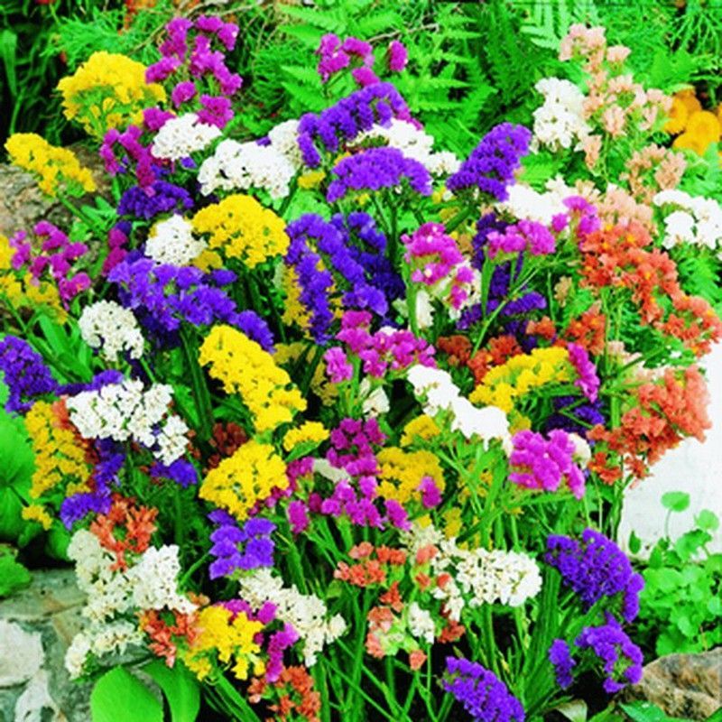 Semilla Statice Variada