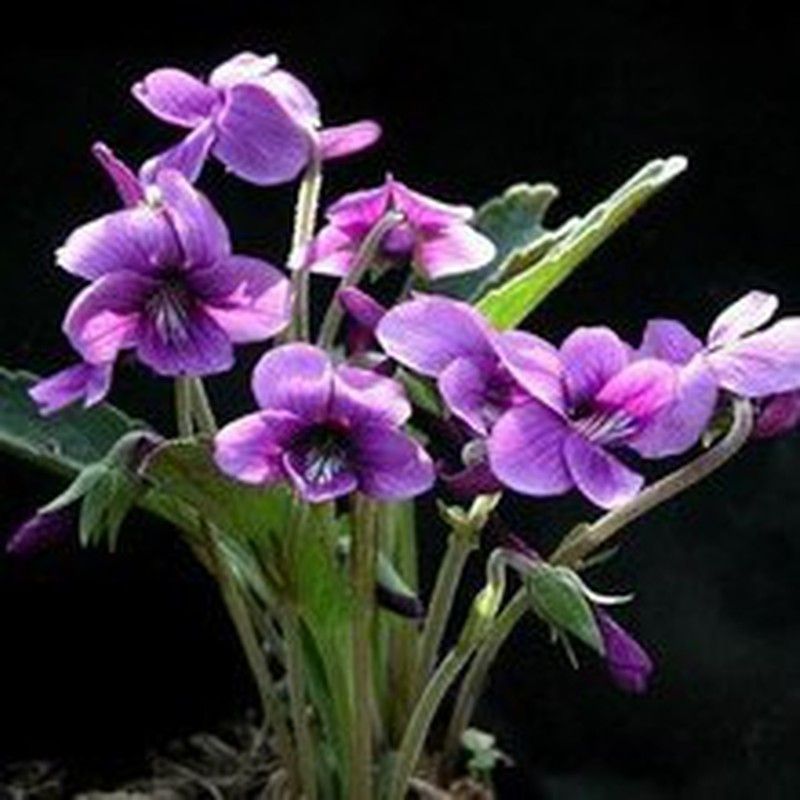 Semilla Violeta