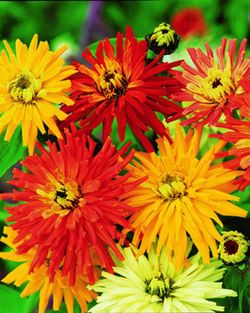 Semilla Zinnia Gigante Flor Cactus