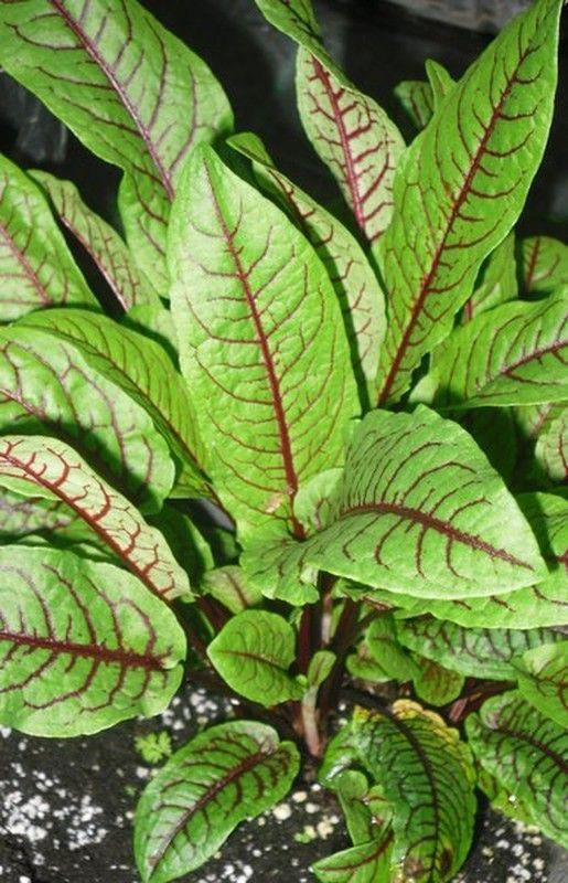 Semillas Acedera Roja