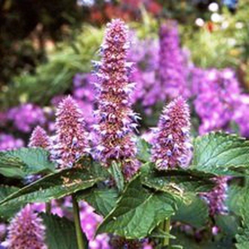Semillas Agastache