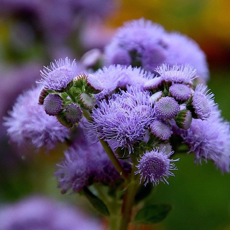 Semillas Ageratum Azul