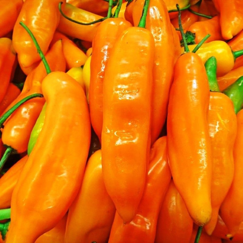 Semillas Aji Escabeche Amarillo