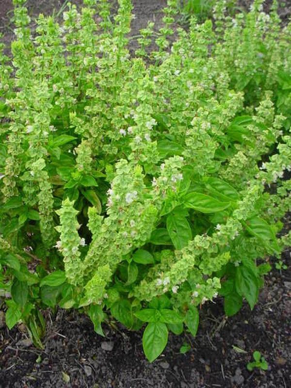 Semillas Albahaca Española