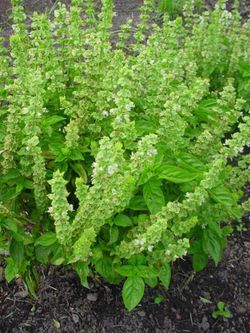 Semillas Albahaca Española