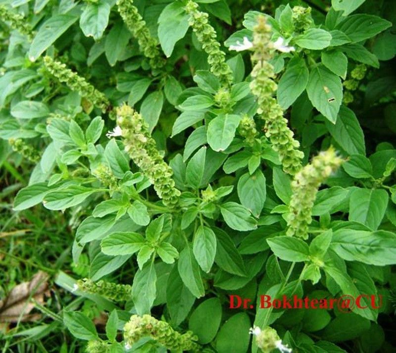 Semillas Albahaca Limón