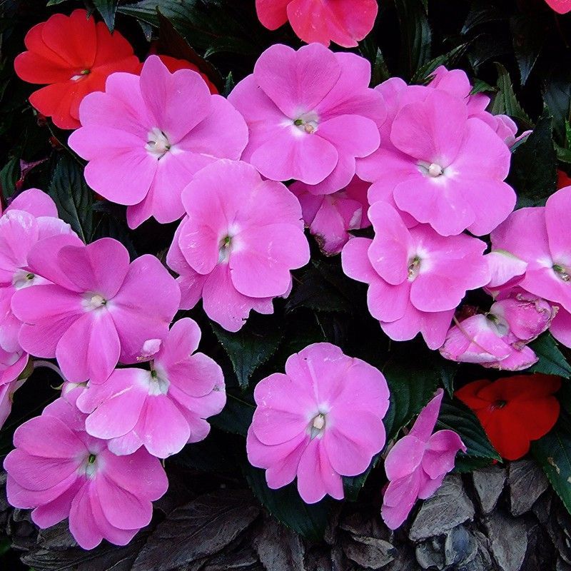 Semillas Alegría de la Casa