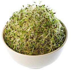Semillas Alfalfa Germinada Bio