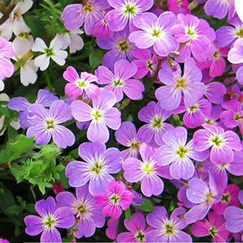 Semillas Alheli de Mahon