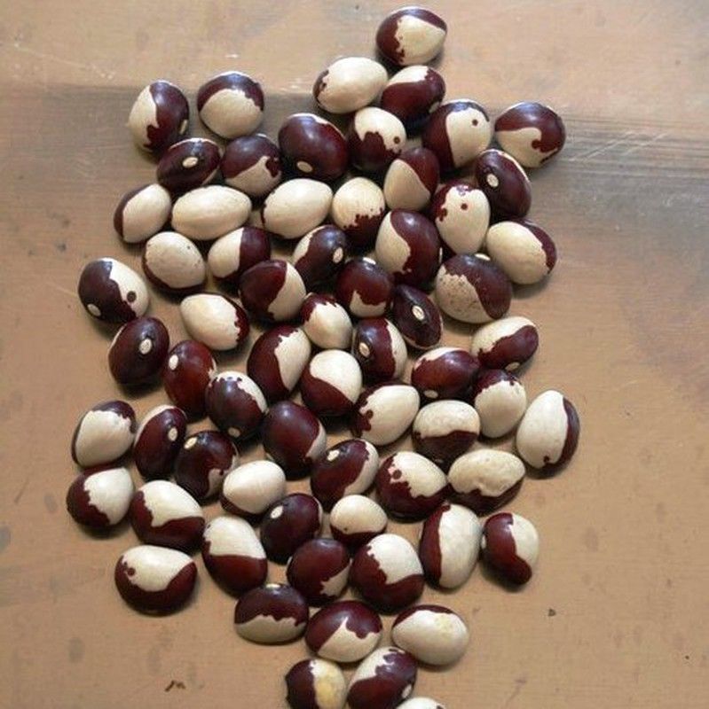 Semillas Alubias Ying Yang