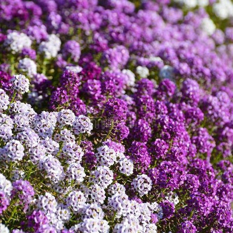 Semillas Alyssum Violeta