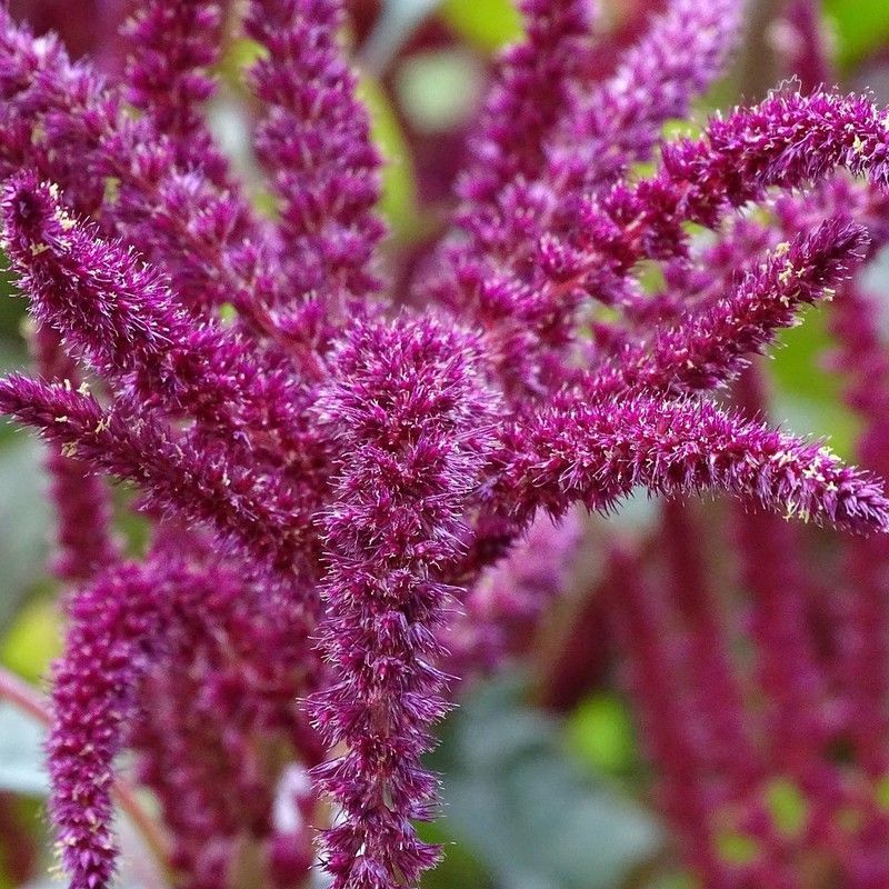 Semillas Amaranthus Cola de Zorro