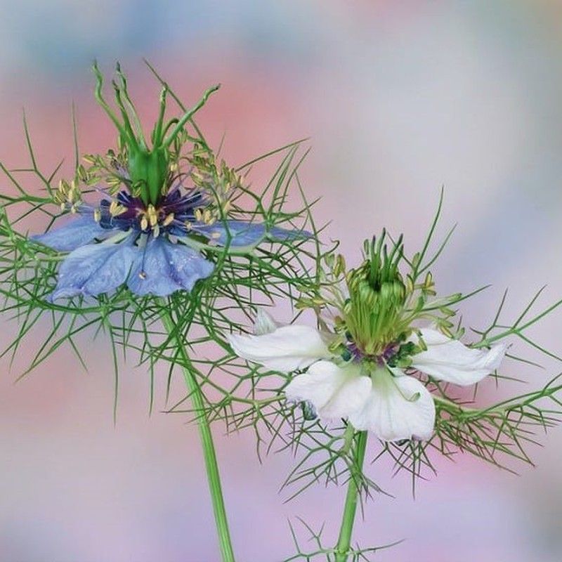 Semillas Arañuela de Persia