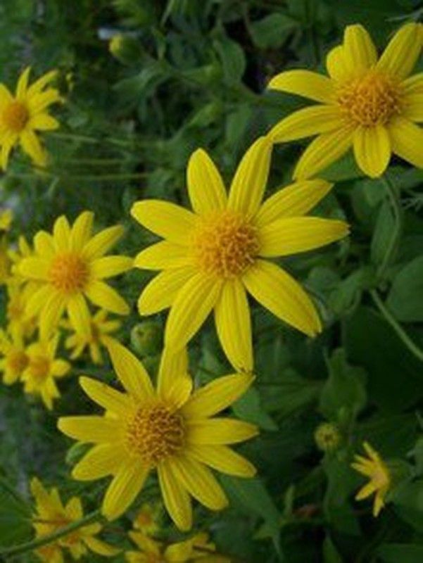Semillas Arnica