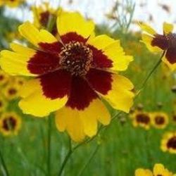 Semillas Bella Diana (Ojo de Poeta)